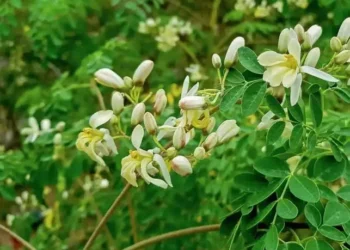 मोरिंगा पाउडर असली या नकली कैसे पहचानें? लैब टेस्ट, क्वालिटी चेक और खरीदने की पूरी गाइड