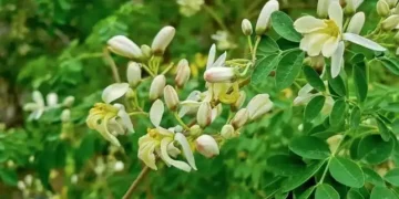 मोरिंगा पाउडर असली या नकली कैसे पहचानें? लैब टेस्ट, क्वालिटी चेक और खरीदने की पूरी गाइड