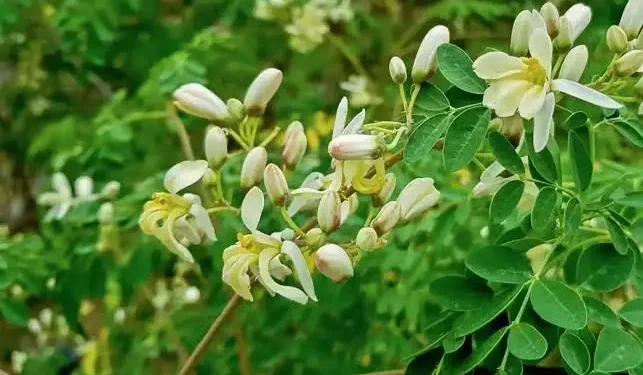 मोरिंगा पाउडर असली या नकली कैसे पहचानें? लैब टेस्ट, क्वालिटी चेक और खरीदने की पूरी गाइड