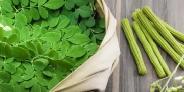 Moringa Sweet Recipe: आयरन और विटामिन से भरपूर सहजन के पत्तों की मिठाई, जानें आसान बनाने की विधि