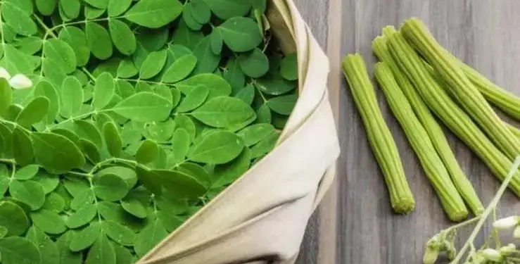 Moringa Sweet Recipe: आयरन और विटामिन से भरपूर सहजन के पत्तों की मिठाई, जानें आसान बनाने की विधि